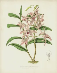Die Durchsichtige Dendrobe, Dendrobium Transparens